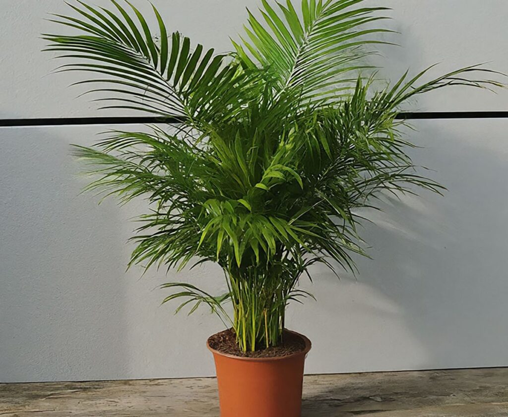 Areca palm placed on the floor