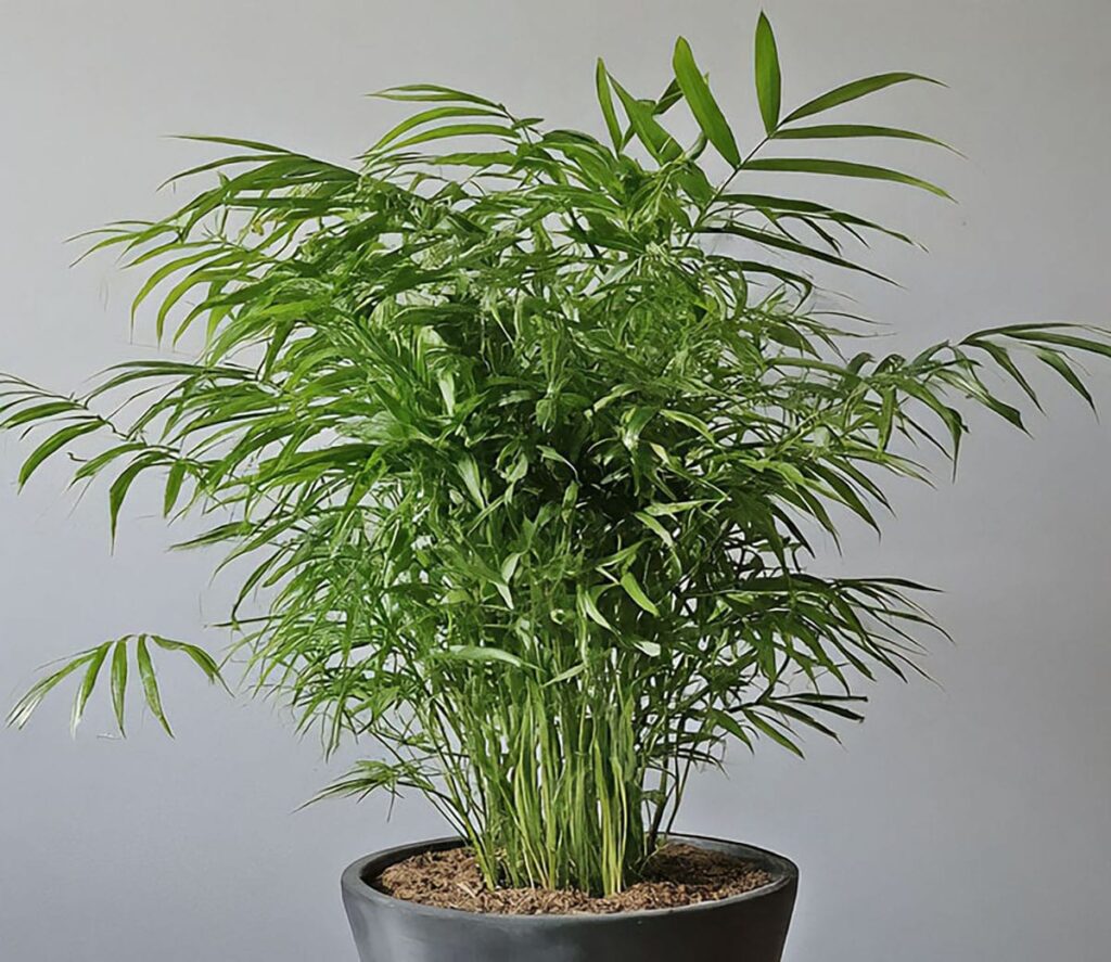 Close-up of a bamboo palm