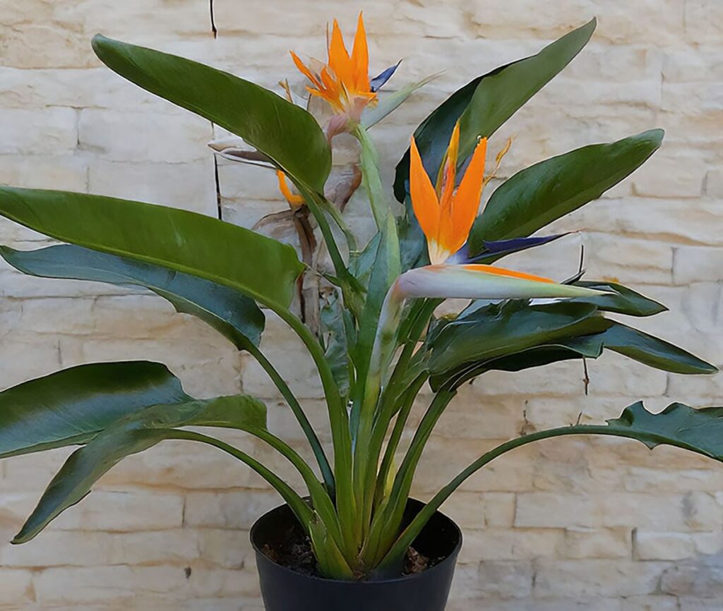 Bird of paradise in bloom with three stunning flowers