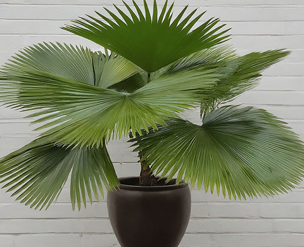 Tall Chinese fan palm in a pot