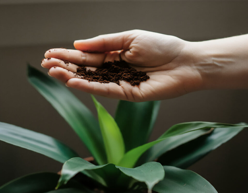 Hand holding coffee grounds above a green houseplant, ready to be used as fertilizer