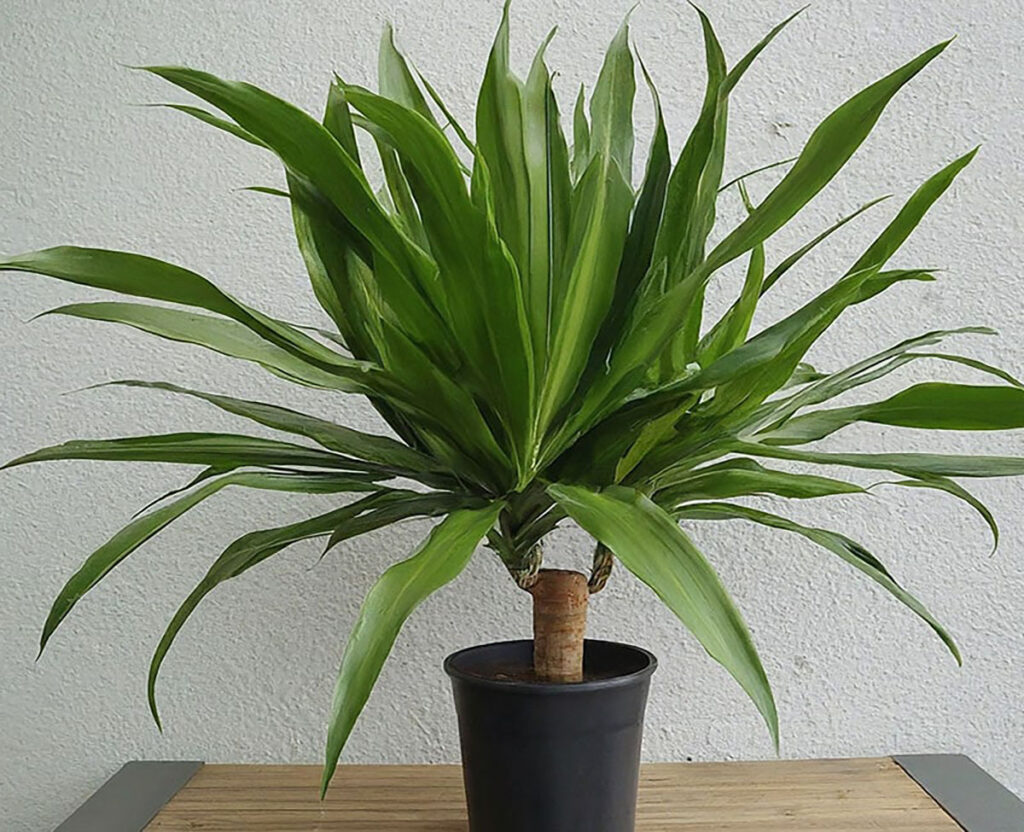 Indoor corn plant on a table