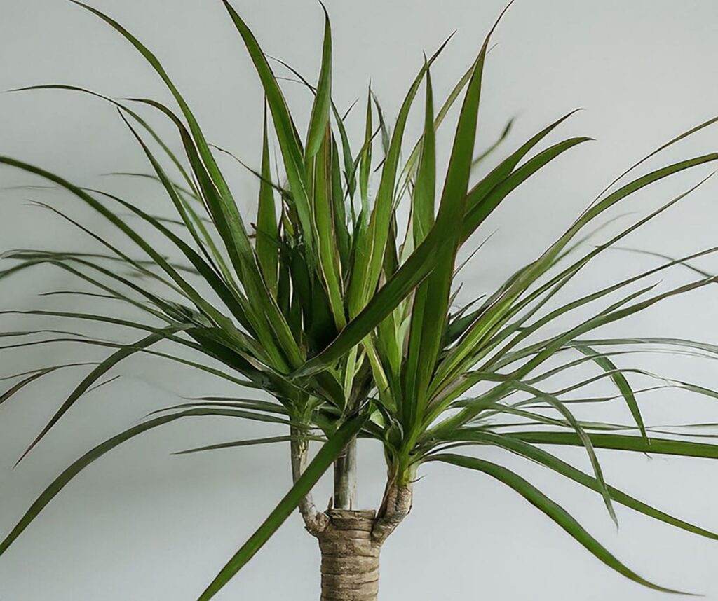 Close-up of the beautiful leaves of a dragon tree