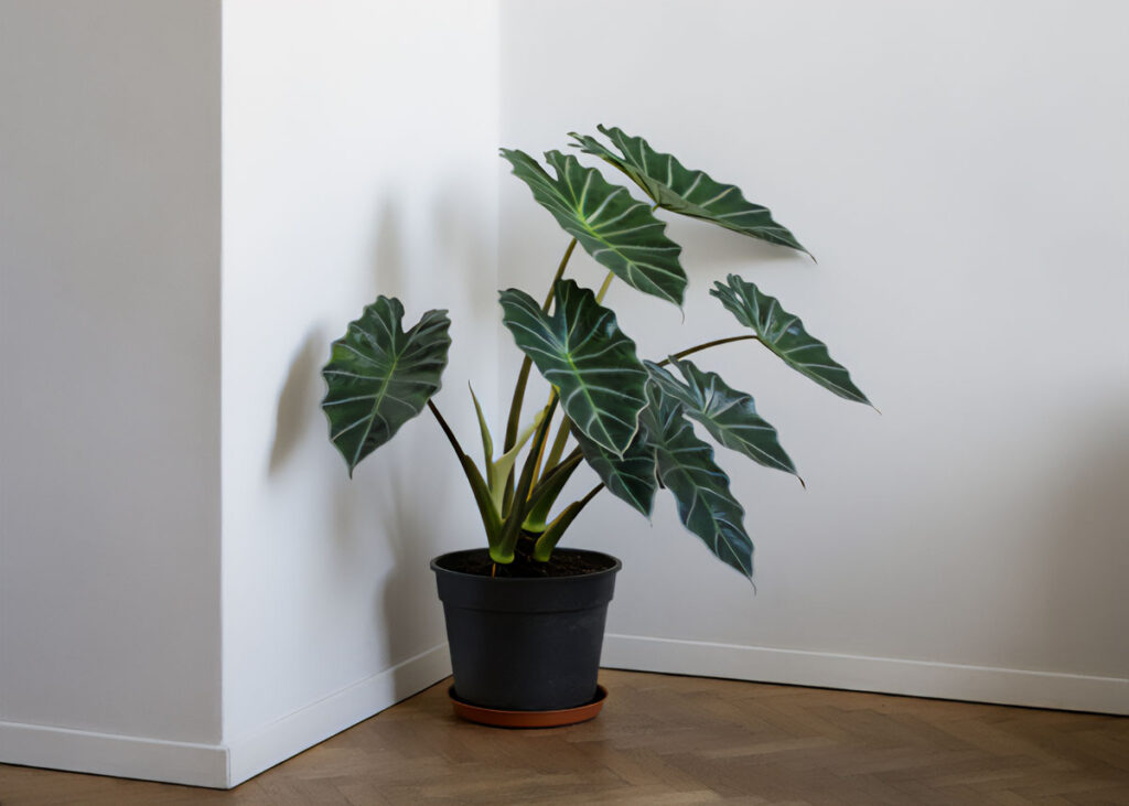 Elephant Ear plant in the corner of a hallway