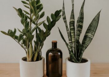 ZZ plant and snake plant on a table with a bottle of liquid fertilizer between them