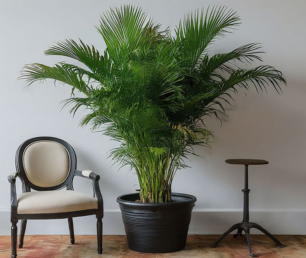 Large Kentia palm placed between a chair and a stool