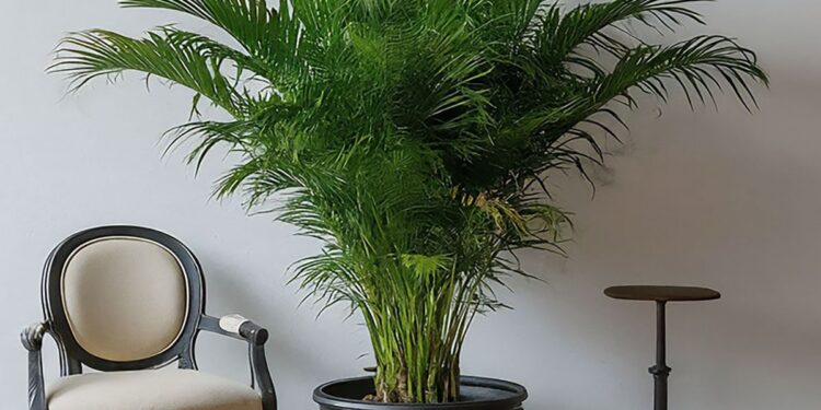 Large Kentia palm placed between a chair and a stool