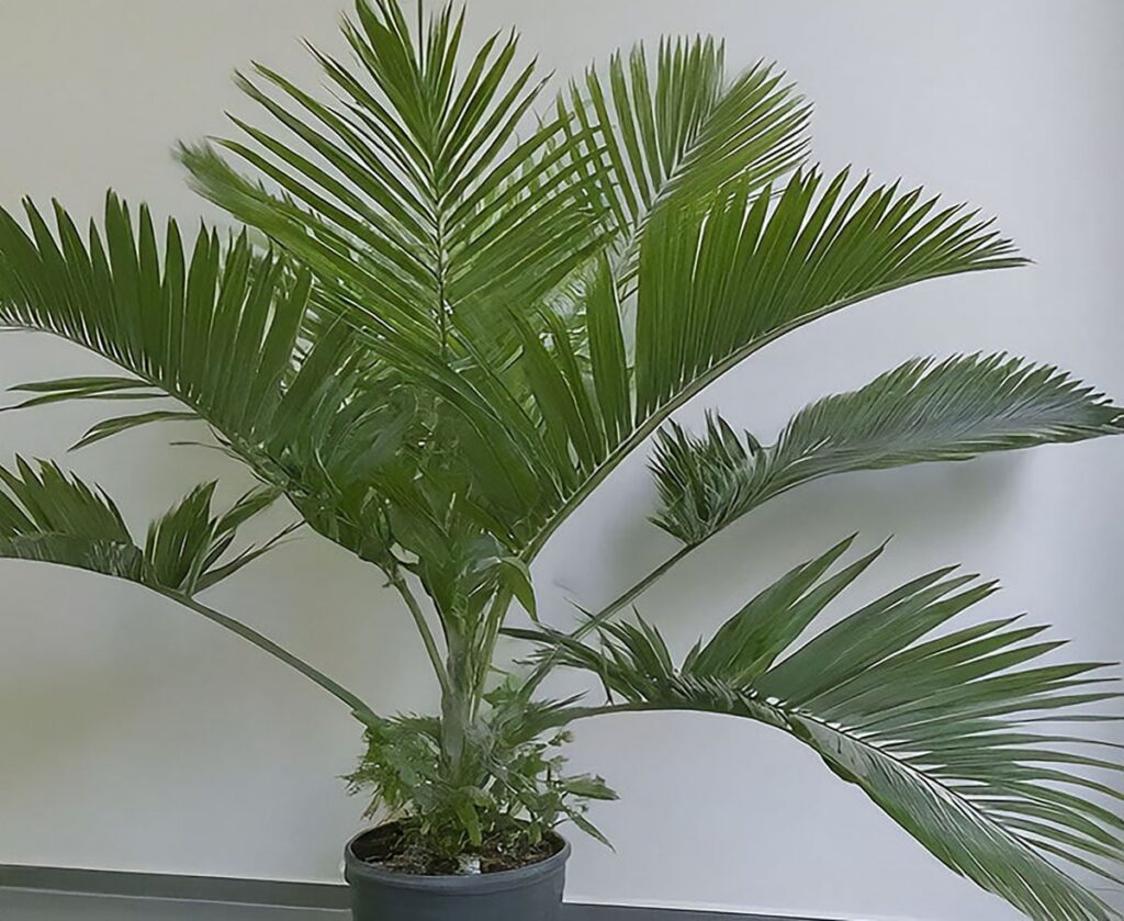 Majesty palm tree inside a home