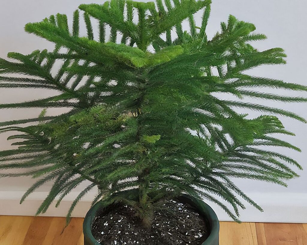 Top view of an norfolk island pine