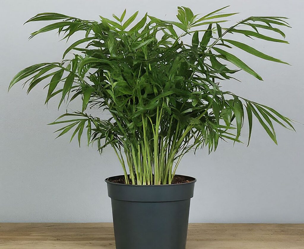 Parlor palm in a black pot on a table