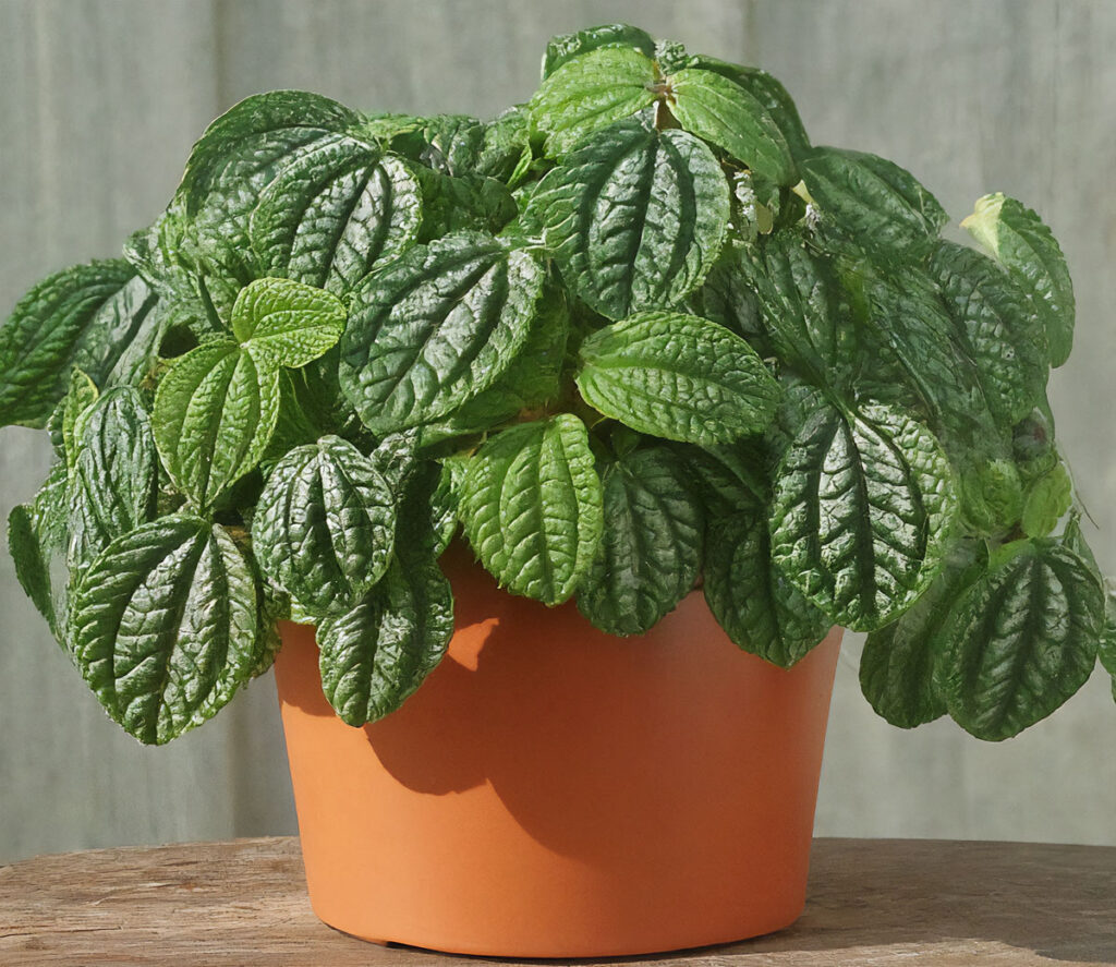 Pilea involucrata plant in an orange pot on a table