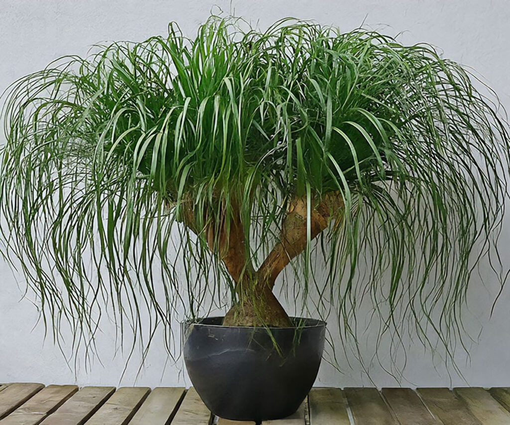 Ponytail palm on a wooden surface