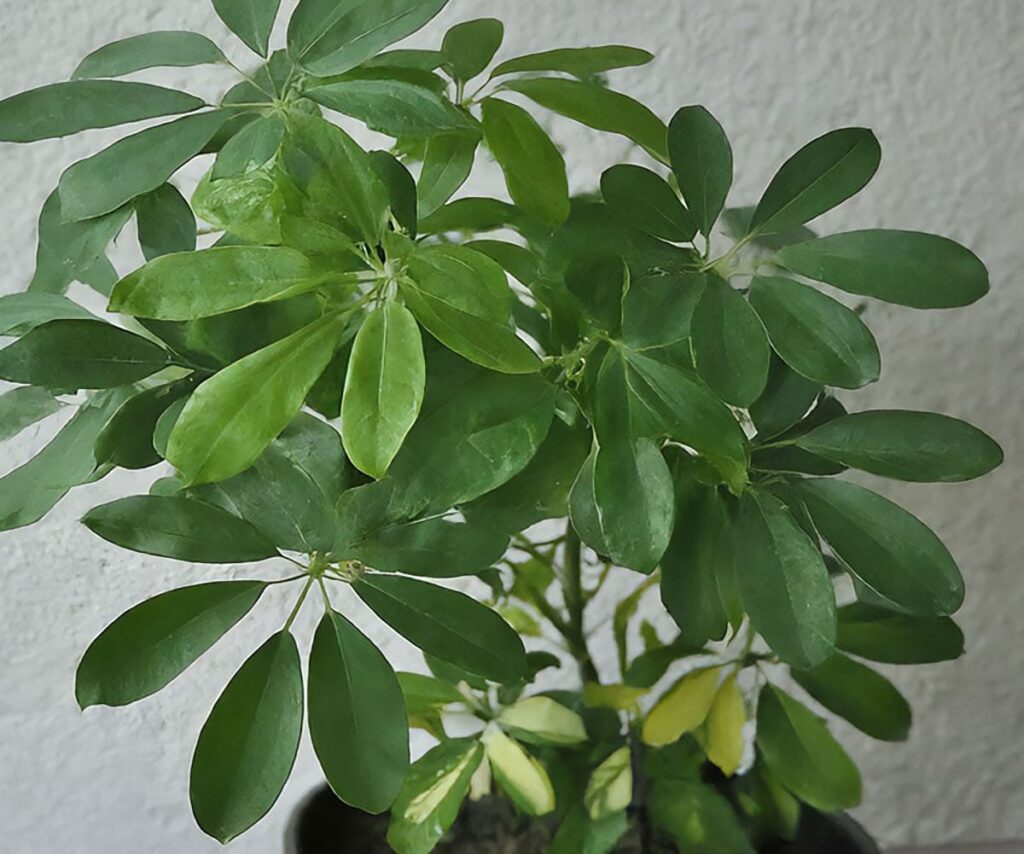 Top view of an umbrella tree