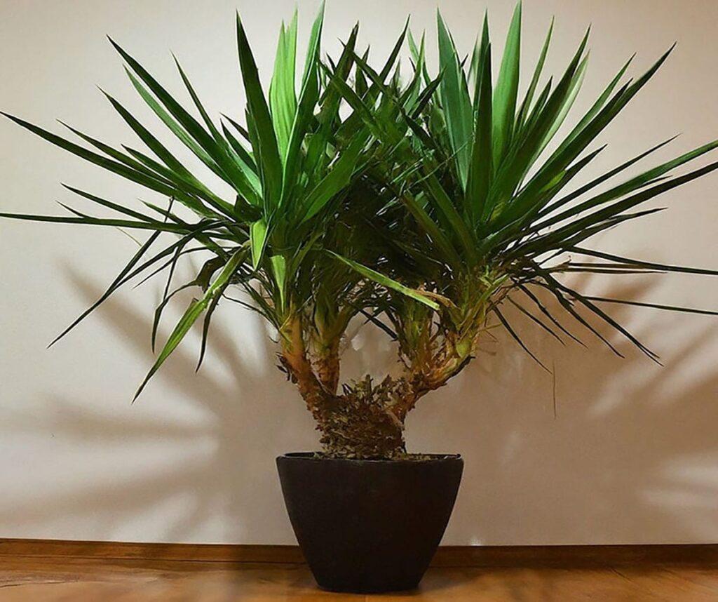 Yucca cane in a black pot in a living room