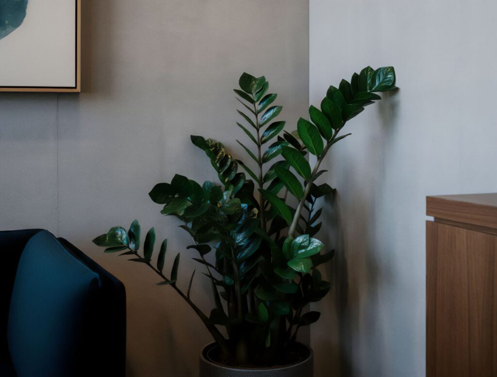 ZZ plant in the corner of an office space