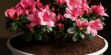 A potted plant with bright pink flowers and green leaves in a white ceramic pot