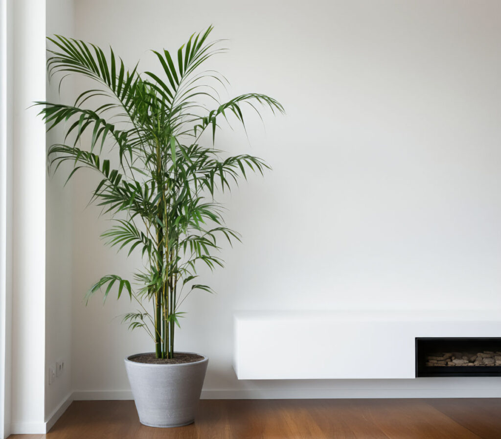 Bamboo Palm in a minimalist room, adding lush greenery to a contemporary setting