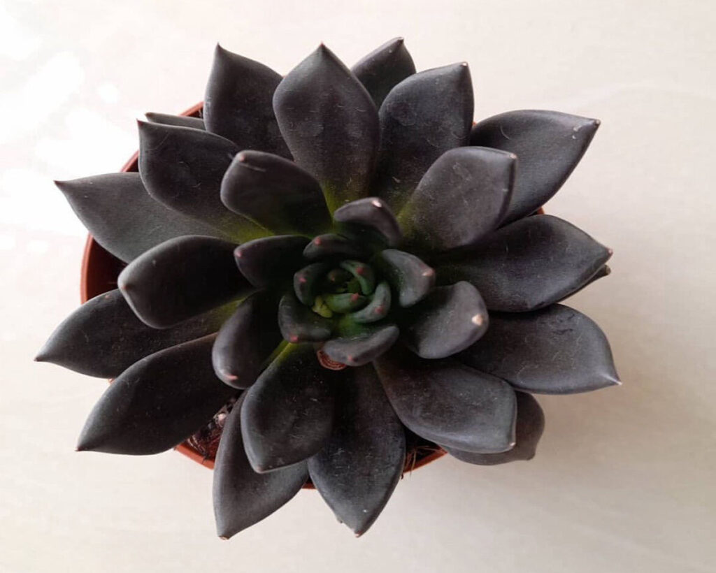 Echeveria Black Prince with dark, pointed, rosette-shaped leaves in a small pot