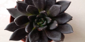 Echeveria Black Prince with dark, pointed, rosette-shaped leaves in a small pot