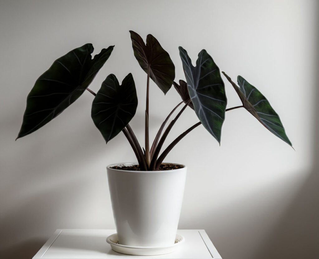 Black Magic Taro with broad, dark leaves in a white pot on a table