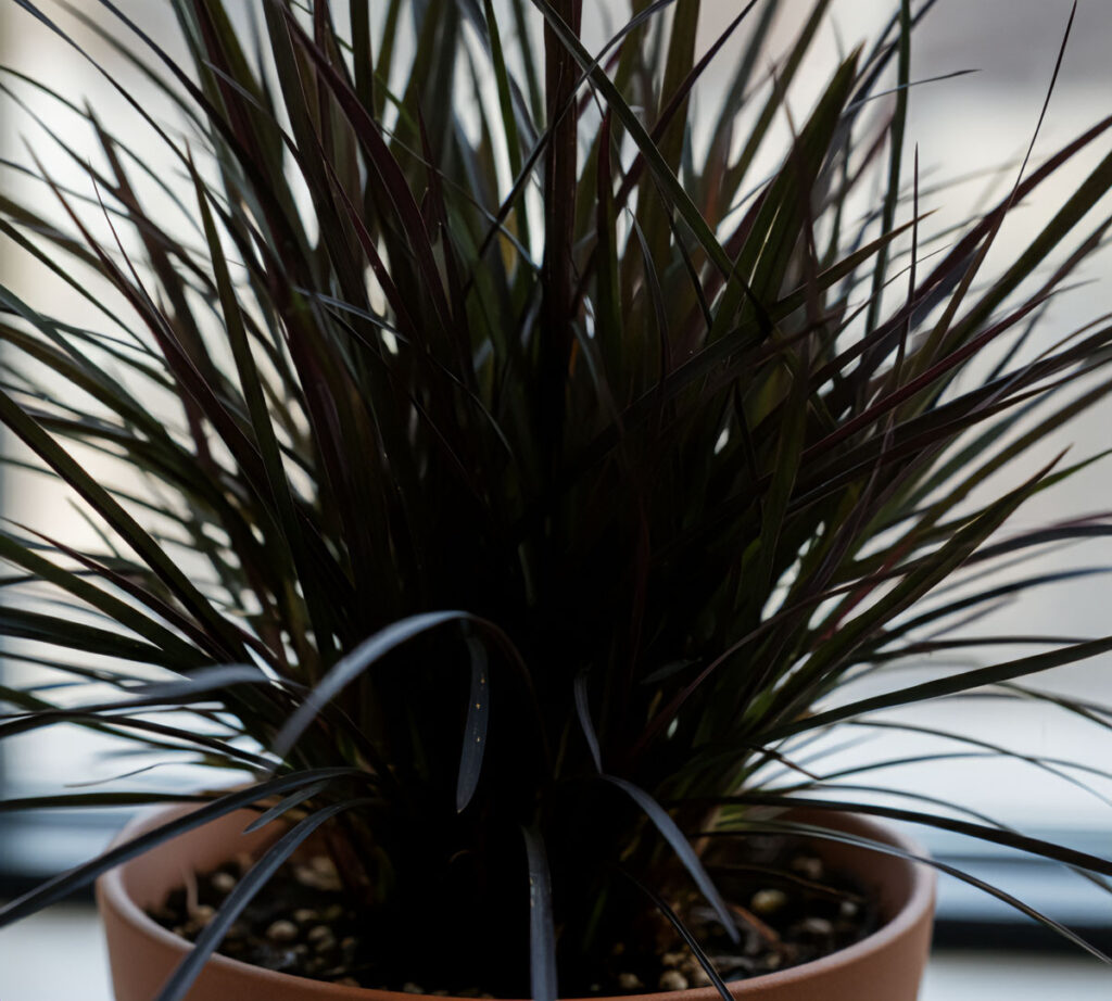 Close-up of Black Mondo Grass with thin, arching, dark black leaves in a pot