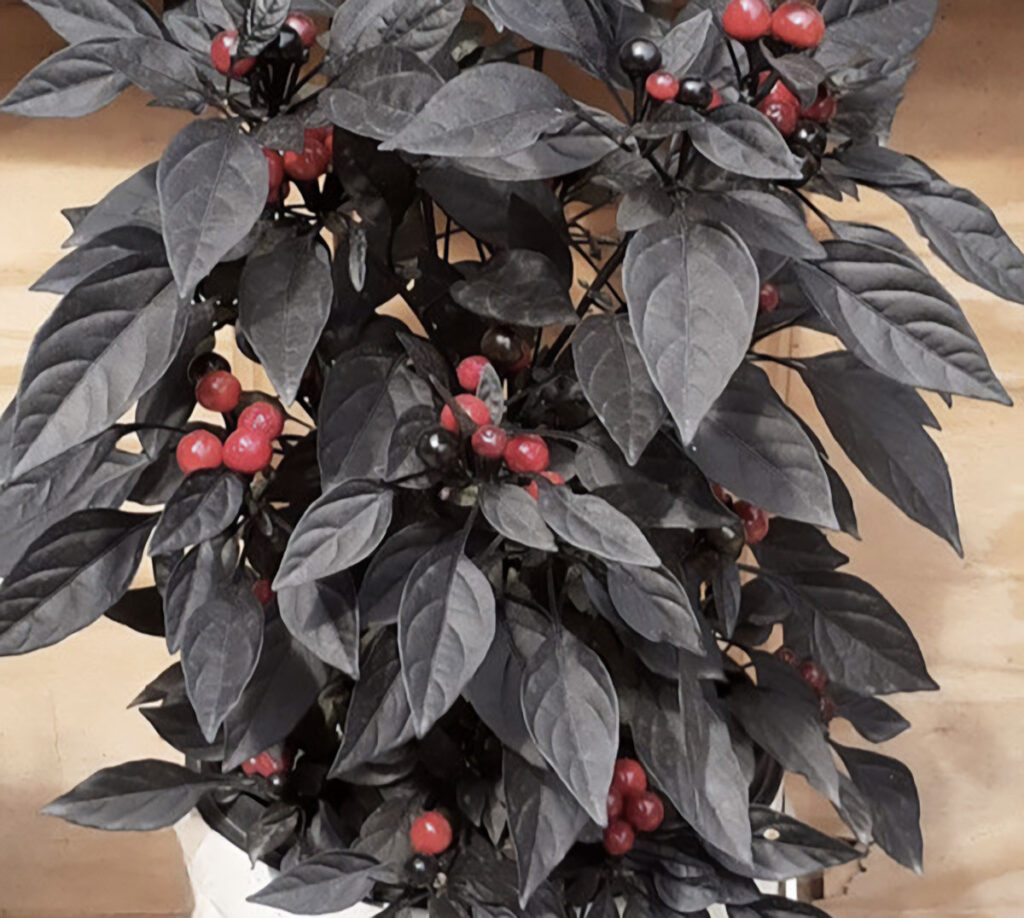 A Black Pearl Pepper plant displaying glossy dark leaves and colorful red and black peppers