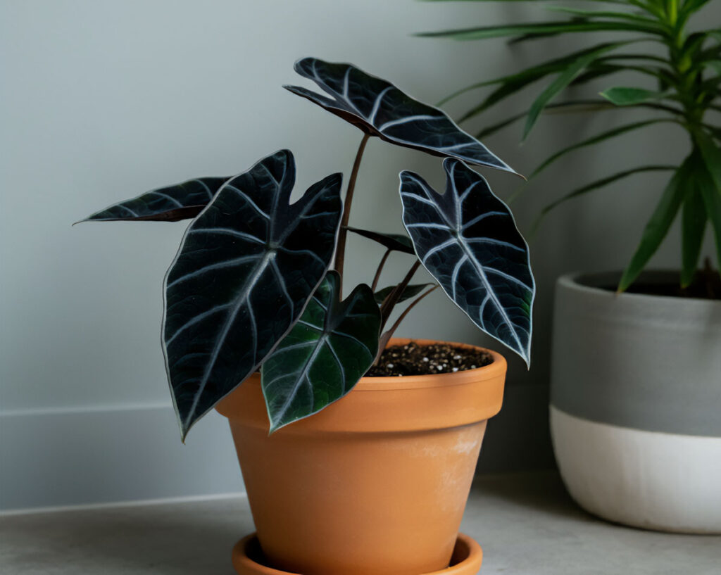 Alocasia Black Velvet plant with arrow-shaped dark leaves in a terracotta pot