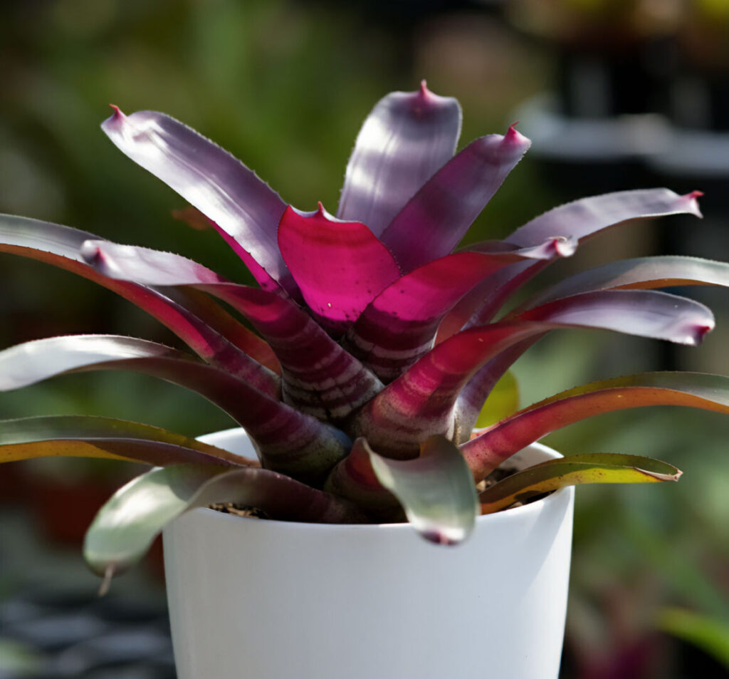 Bromeliad with striking pink and purple foliage in a white pot