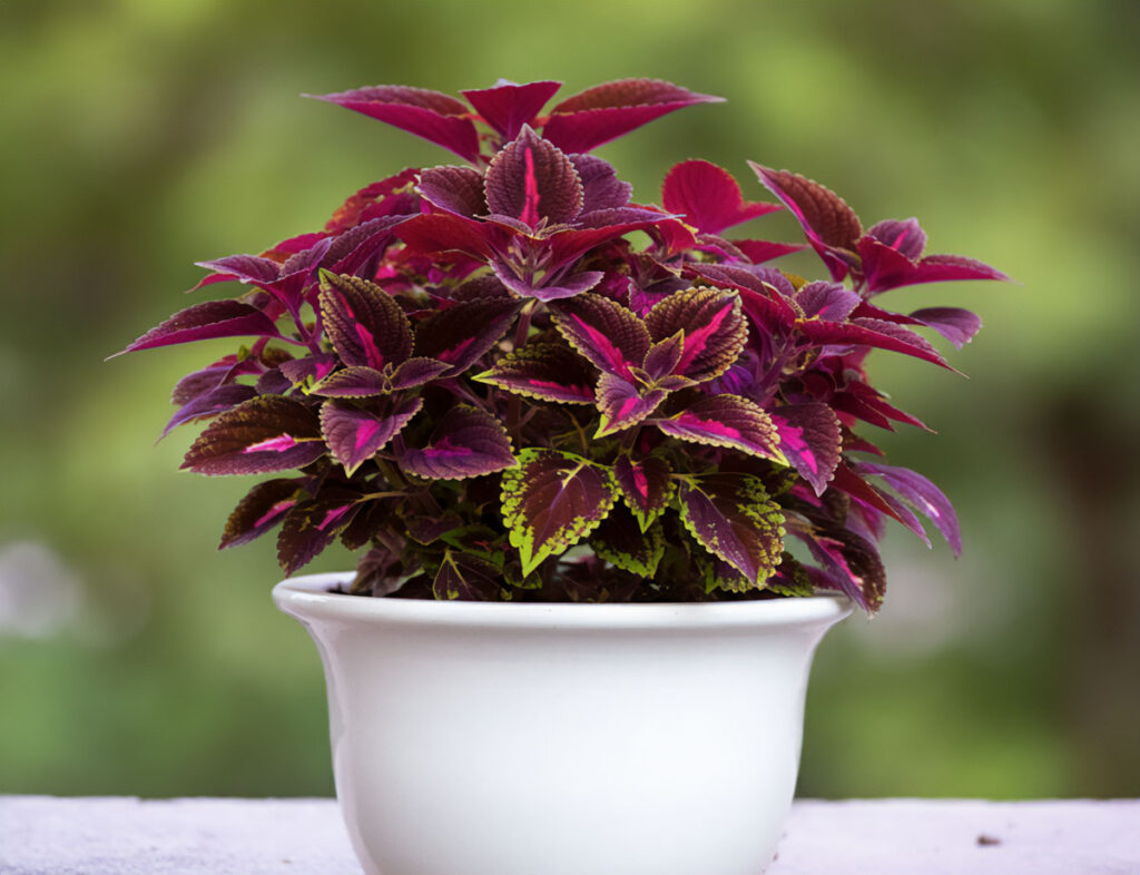 Coleus plant with rich purple and green leaves in a white ceramic pot