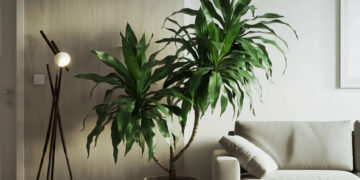 Tall Dracaena Fragrans (Corn Plant) in a sleek pot, complementing modern living decor