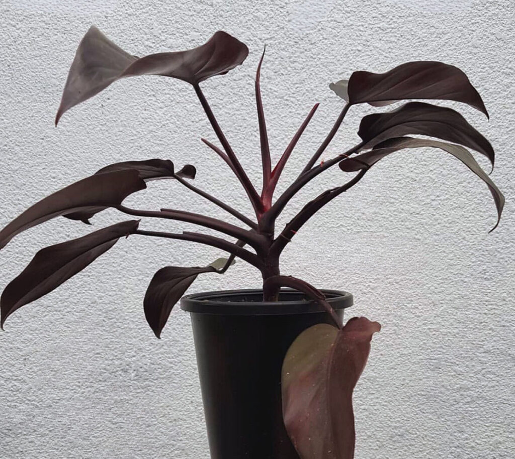 Philodendron Dark Lord with large, dark burgundy-black leaves and red stems in a black pot