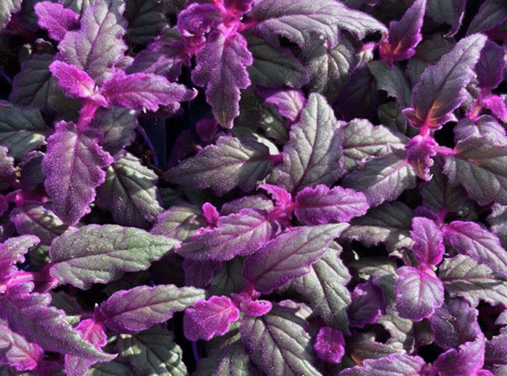 Purple Passion Plant with velvety green leaves and vibrant purple accents.