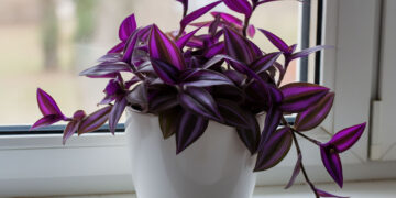 Wandering Jew plant with bold purple and green striped leaves by the window