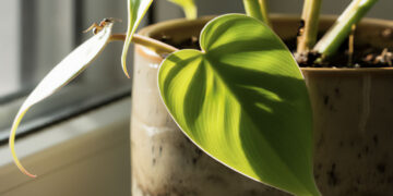 Close-up of a green leaf in sunlight, with a tiny ant walking on the edge