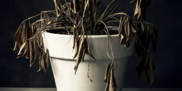 Wilted plant in a white pot with drooping, brown leaves