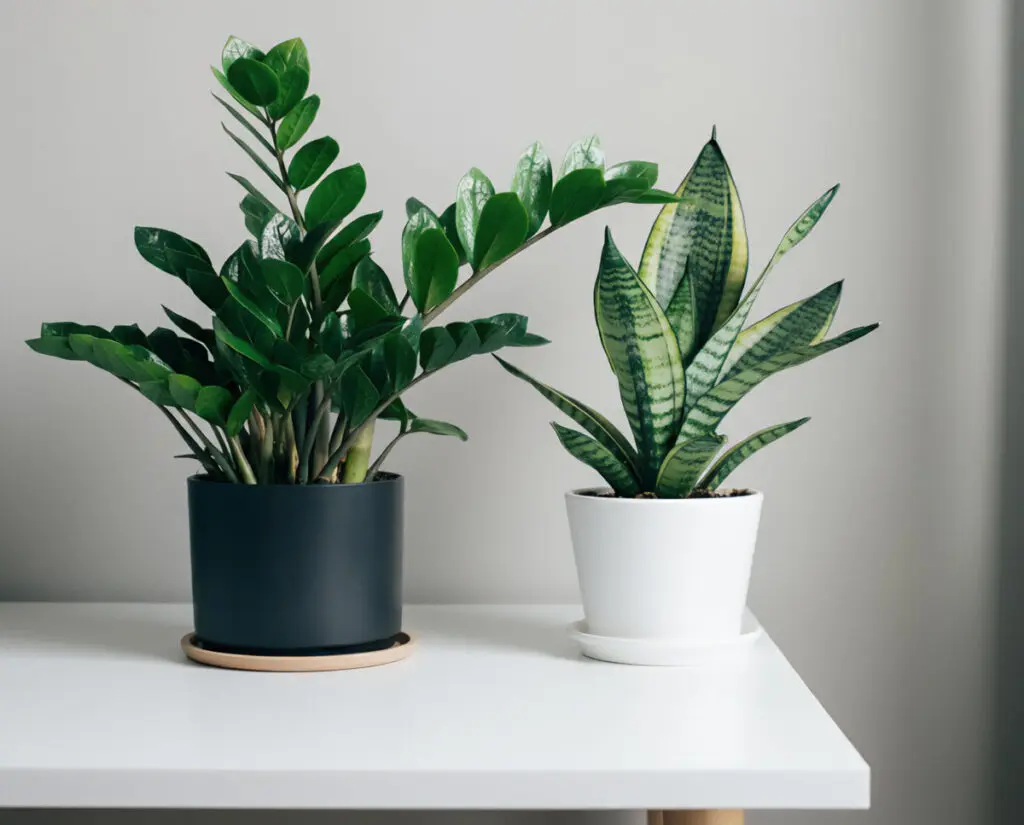 Two potted indoor plants on a white table, one with green upright leaves and one with striped leaves.
