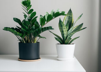 Two potted indoor plants on a white table, one with green upright leaves and one with striped leaves.