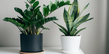 Two potted indoor plants on a white table, one with green upright leaves and one with striped leaves.
