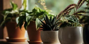 arious potted plants in different containers on a wooden shelf by a window