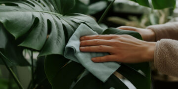 Person wiping large Monstera leaf with a soft cloth for plant care