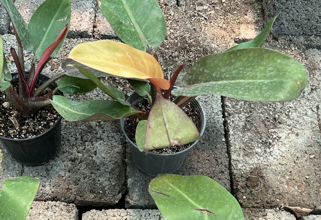 Small plant with a prominent yellow leaf, surrounded by green leaves