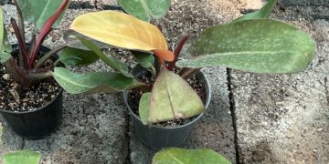Small plant with a prominent yellow leaf, surrounded by green leaves