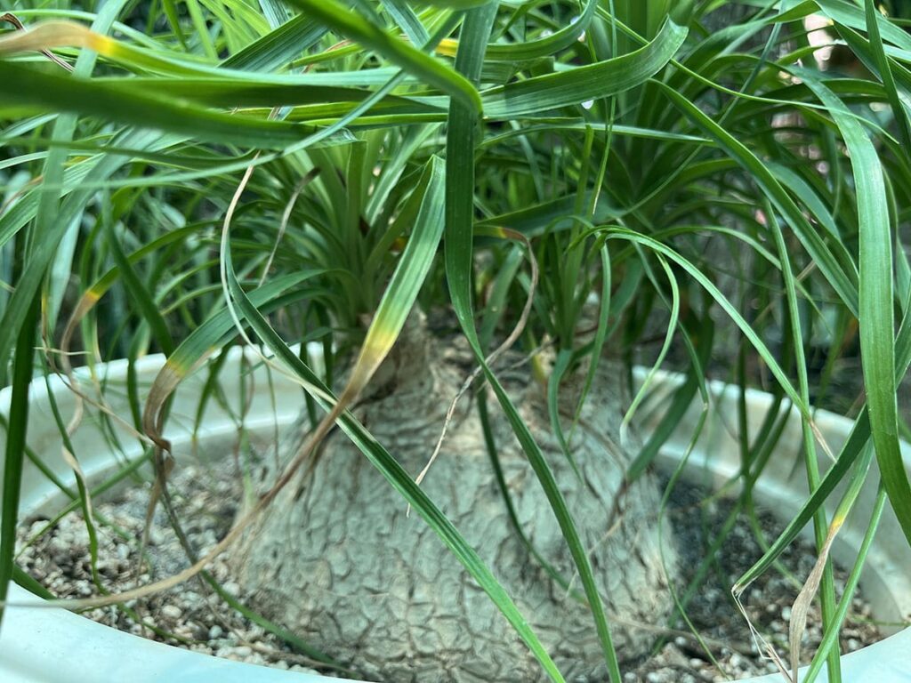 Close-up of a plant with some yellowing and browning leaves near its base