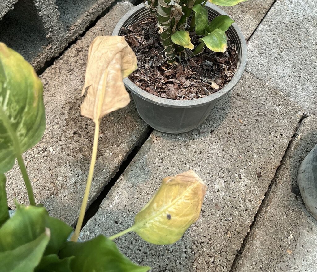 Potted plant with yellow and brown wilting leaves, sitting on a surface